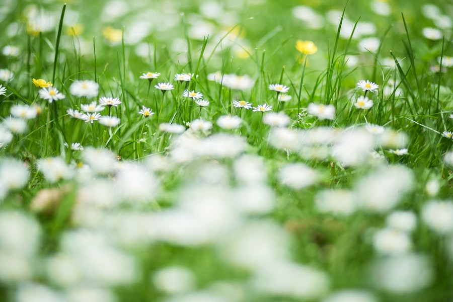 Weeding your garden | The importance of consistency